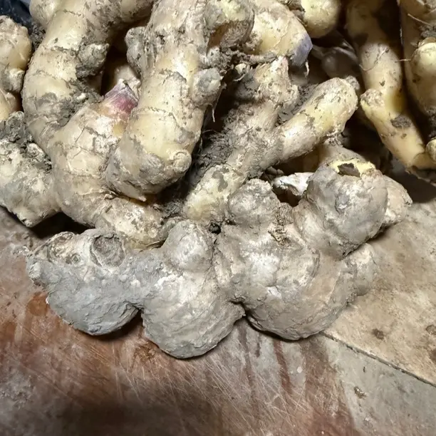 正宗临泉黑土地老姜根