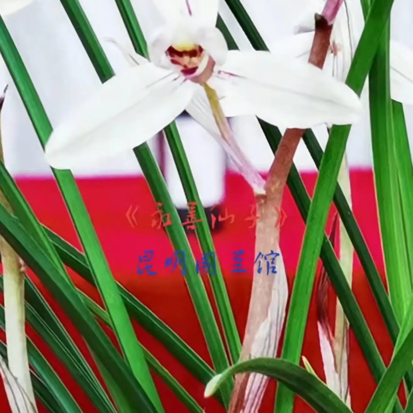莲瓣兰永善仙子龙头苗1苗