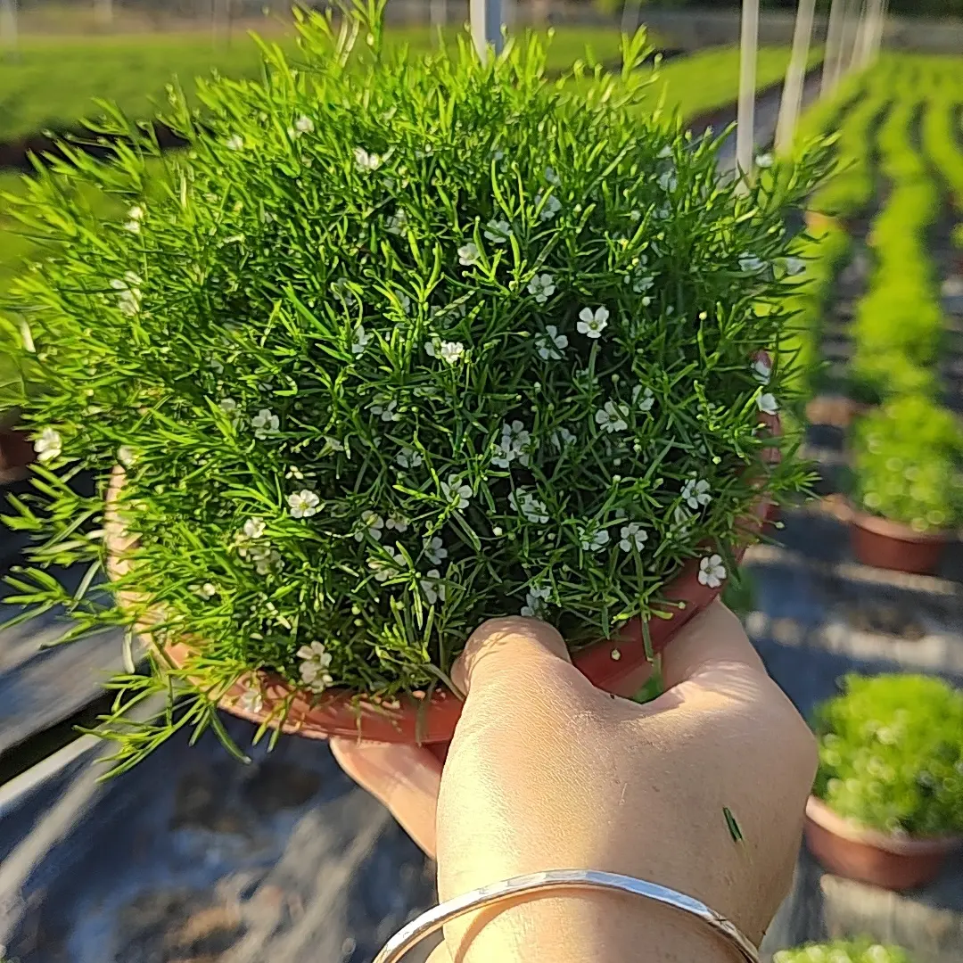 满天星盆栽四季开花室内外好养花卉