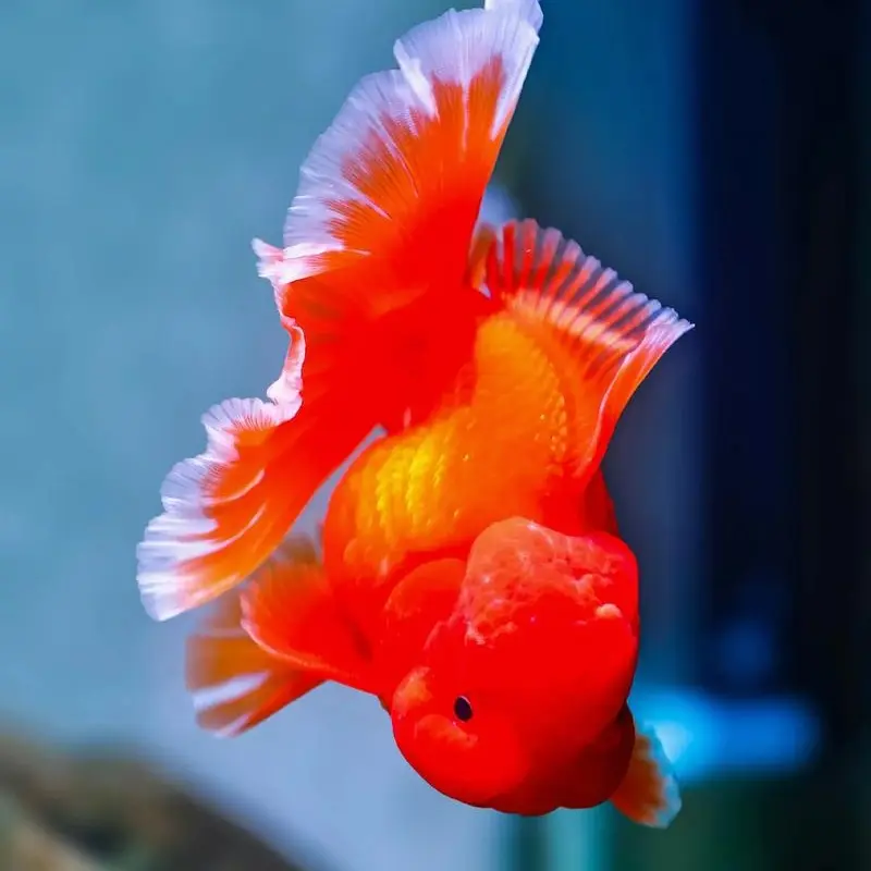 冷水淡水好养耐活的泰狮观赏金鱼