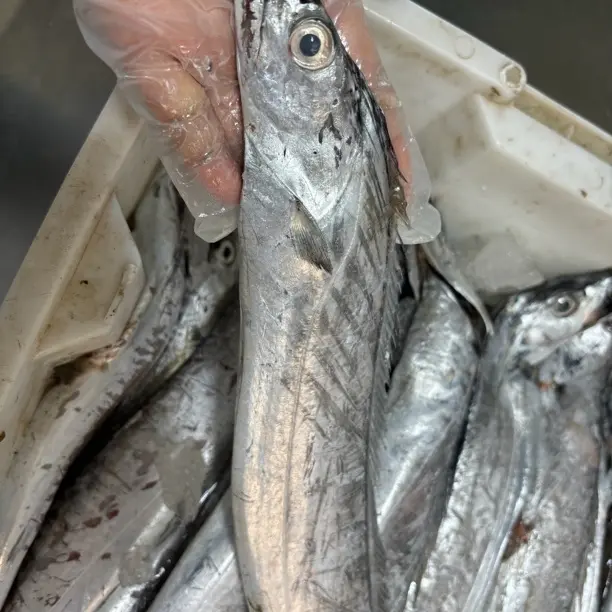 野生海捕新鲜小眼油带鱼 破肚老鹰带