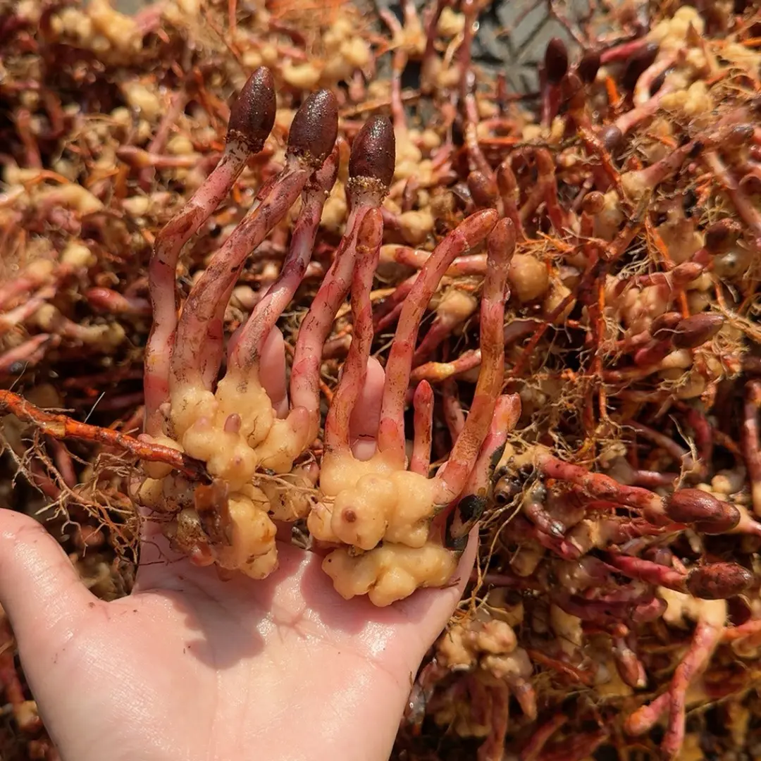 广东粤北野回春草