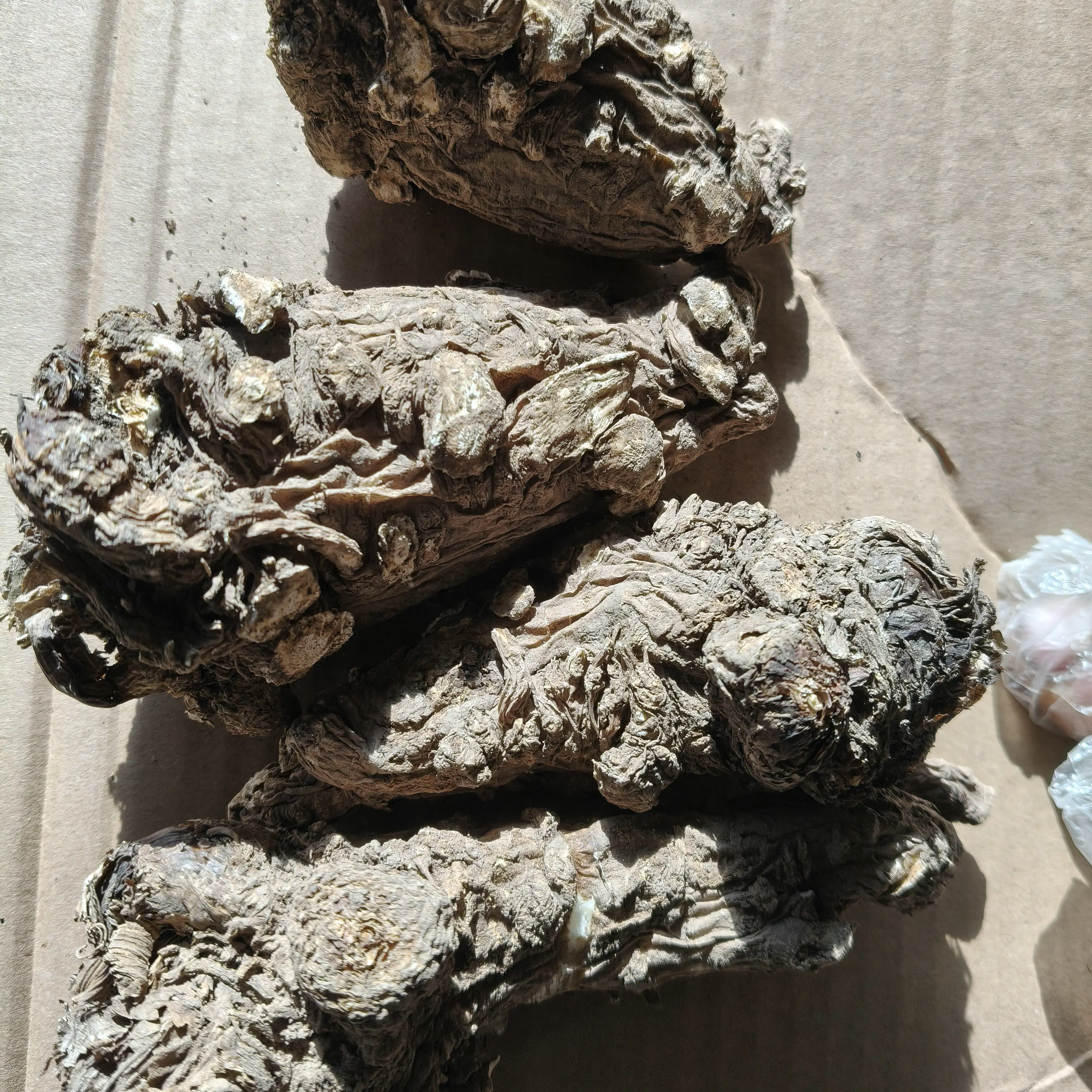 无硫特级当归头精选