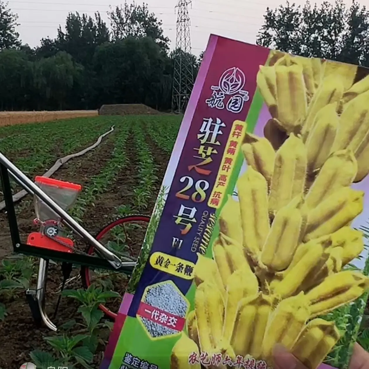 驻芝28黄金一条鞭100g半亩地高产高油抗灾卖价高