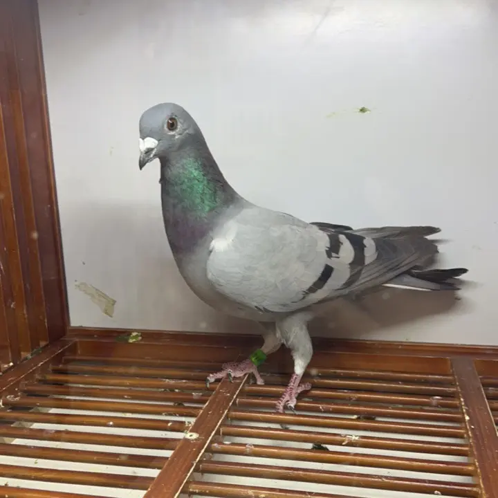 种鸽，实战铭血鸽，成绩鸽快速发货真空包装