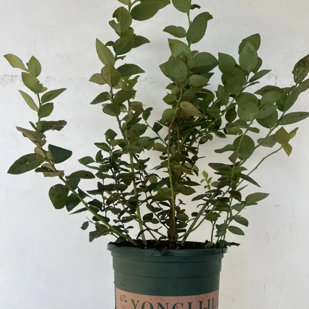 适合南北方种植当年结果