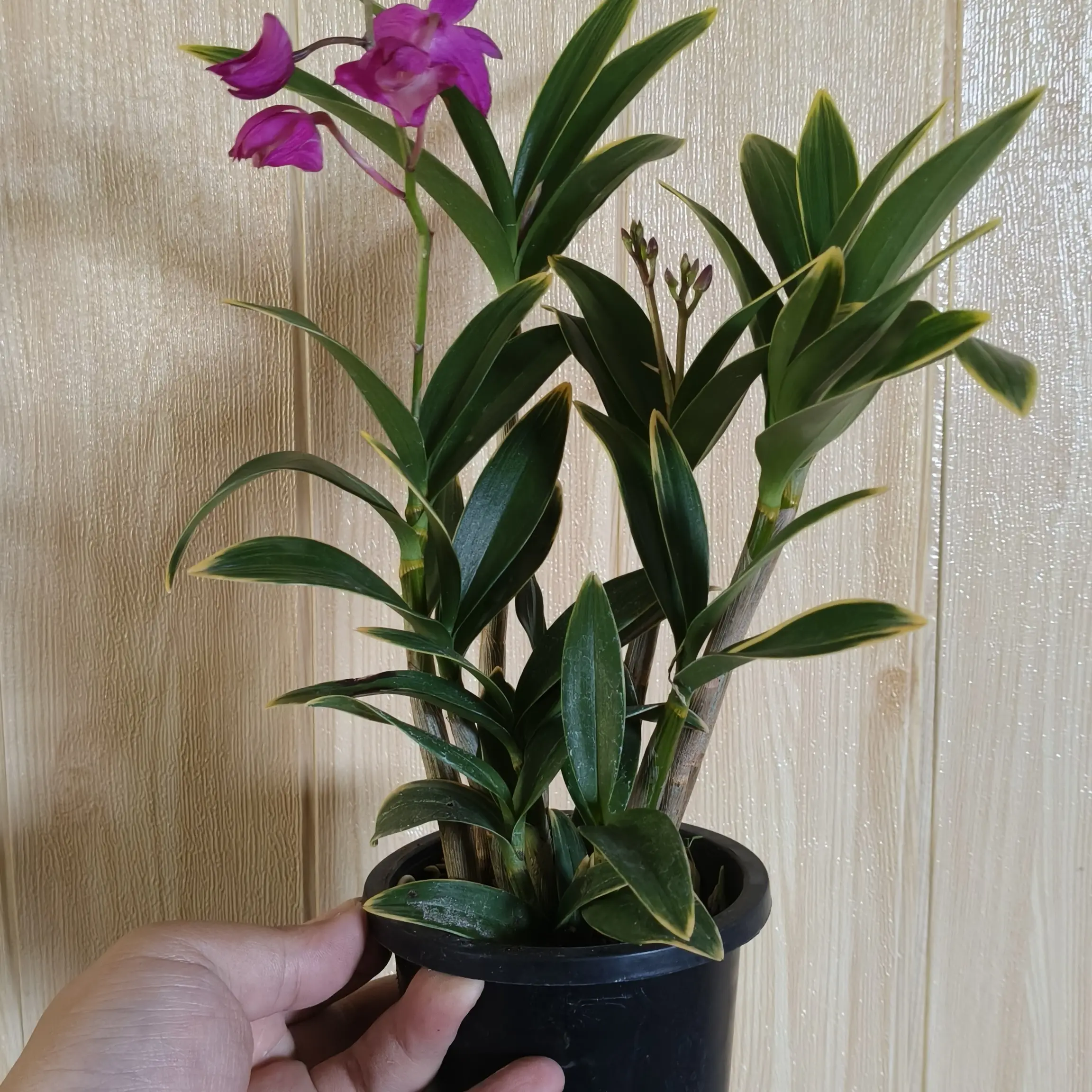 【竞拍品】一盆苗金边进化艺香水石斛兰原盆原土带花苞客厅摆放浓香