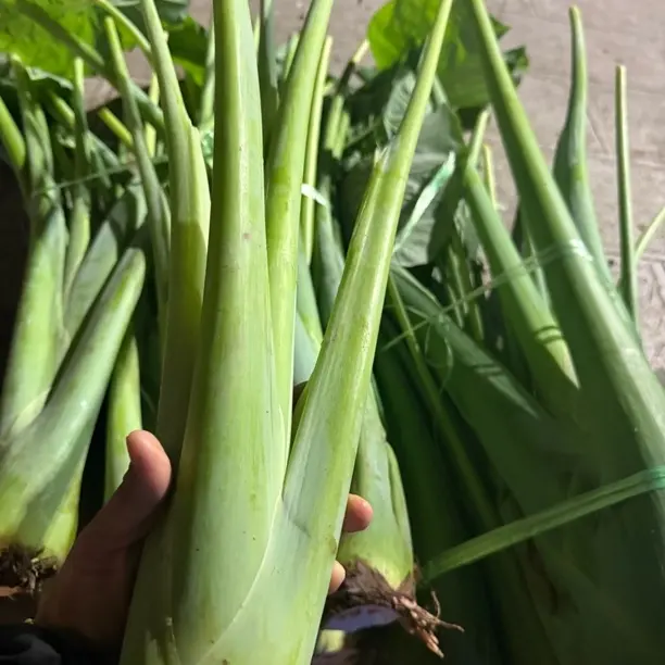 云南芋菜新鲜蔬菜（广菜菜心豌豆尖白菜心连州菜心）。