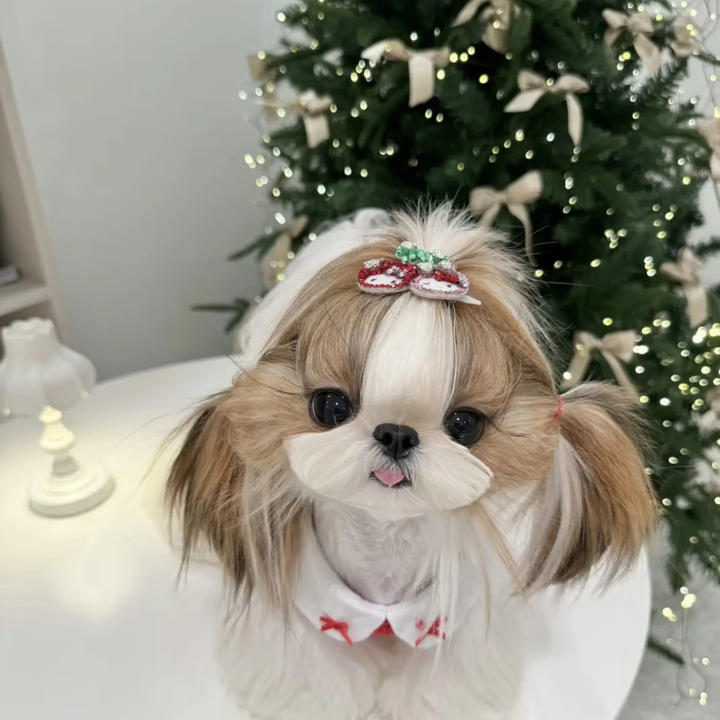 沈阳宠礼宠里西施·泰迪熊·比熊·宠物狗狗幼犬通用链接