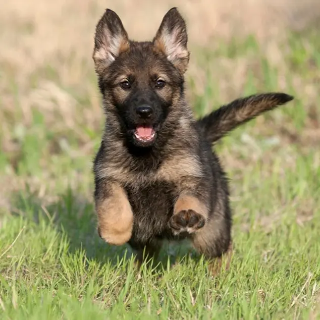 东德幼犬活体东德牧羊犬