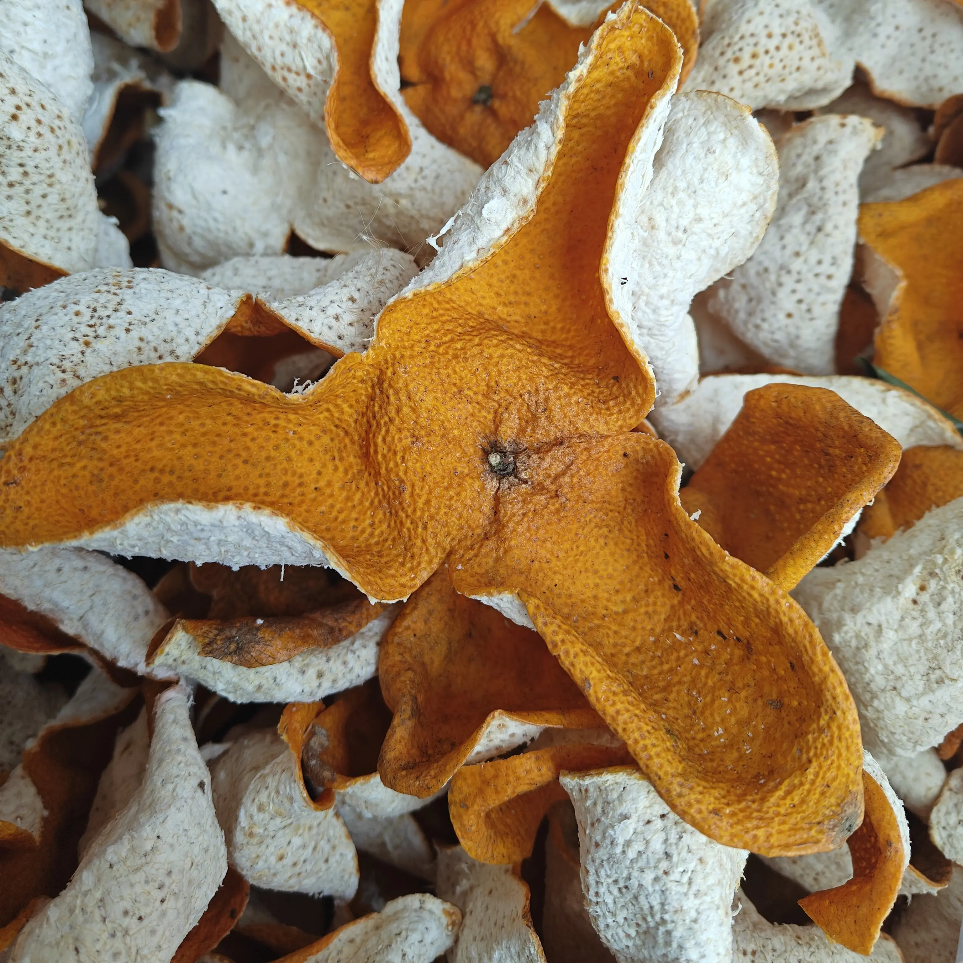 2025浦北老树大红陈皮