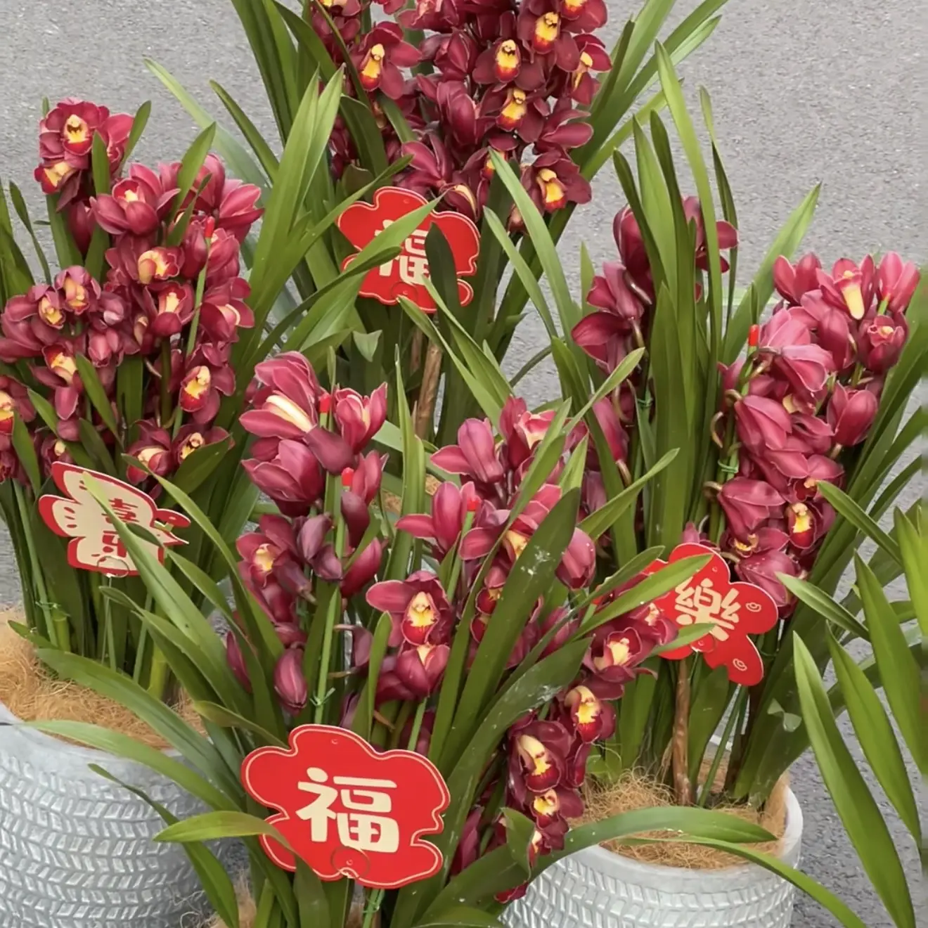 岸芷汀兰【朱雀】大花蕙兰带花苞室内好养年宵花精品盆栽
