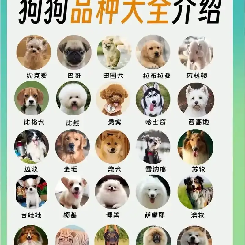 各种活体狗狗直播间一物一拍可自选，阿华教你如何挑狗如何养狗！