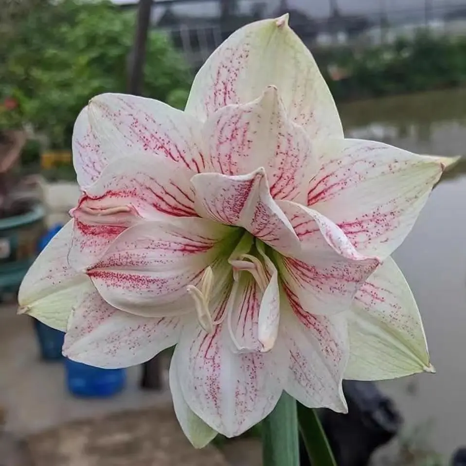 朱顶红【Agens】1.8cm只包对版，不包后期养护