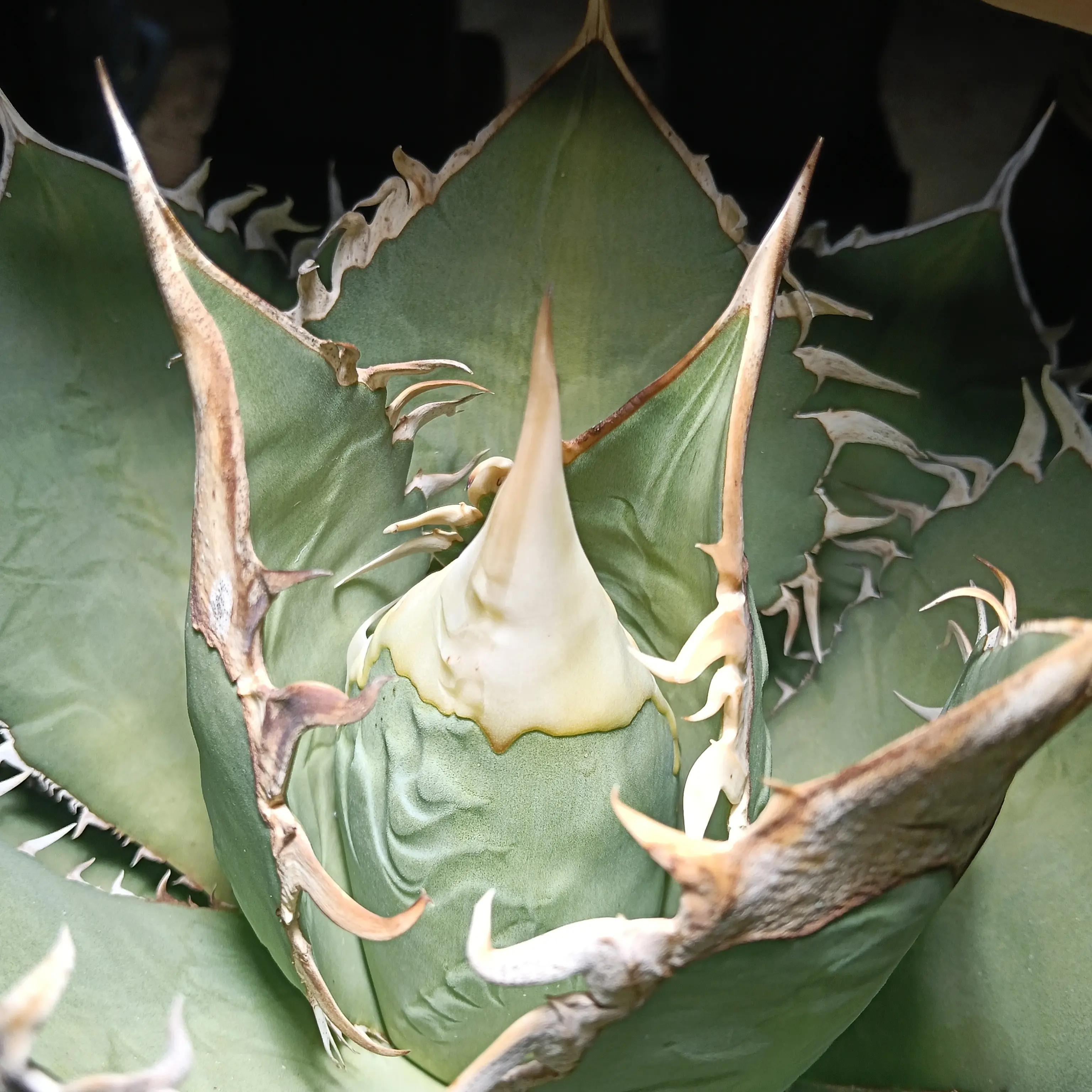 #龙舌兰仁王冠 原产地野龙 芽子