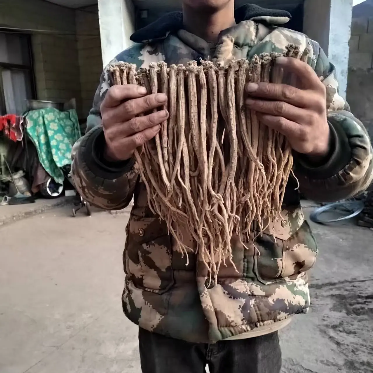 甘肃产地党参干货无硫熏精选大条中药材煲汤泡水煮粥产地直发