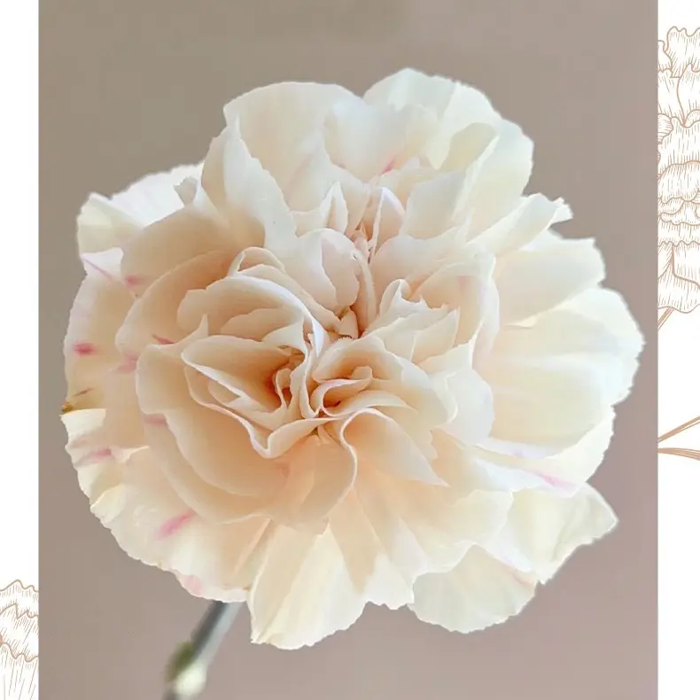 初吻单头康乃馨云南基地直发鲜花适合家庭水养鲜切花插花