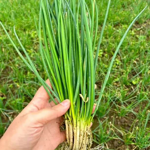 贵州农家 小香葱