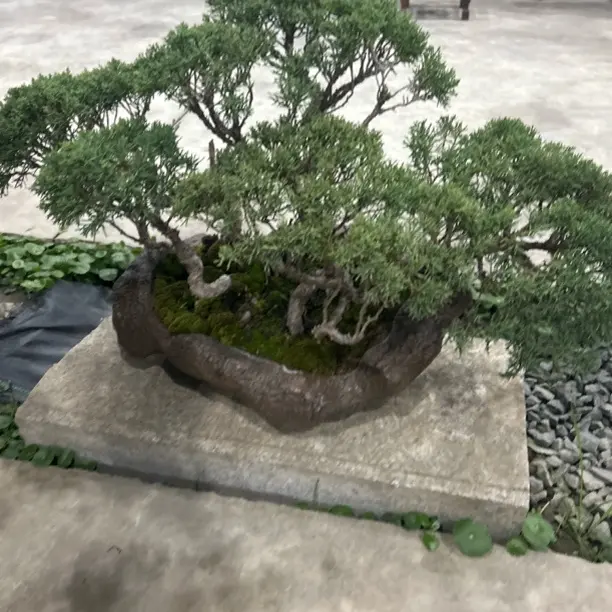 精品经典造型济州真柏盆景