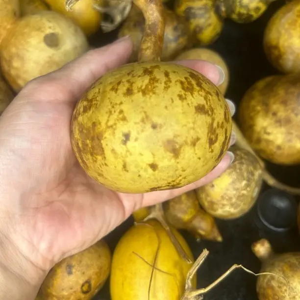 葫芦专属链接一物一拍 不包龙头