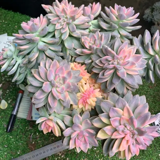 樱花锦淡雪锦美杏锦多肉植物室内阳台庭院种植净化空气好养