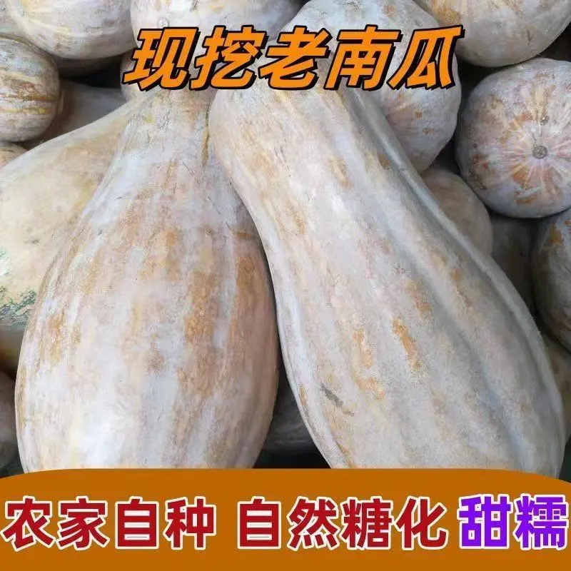 当季新鲜老南瓜农家自种糯面甜老品种蜜本南瓜青黄皮板栗味蔬菜