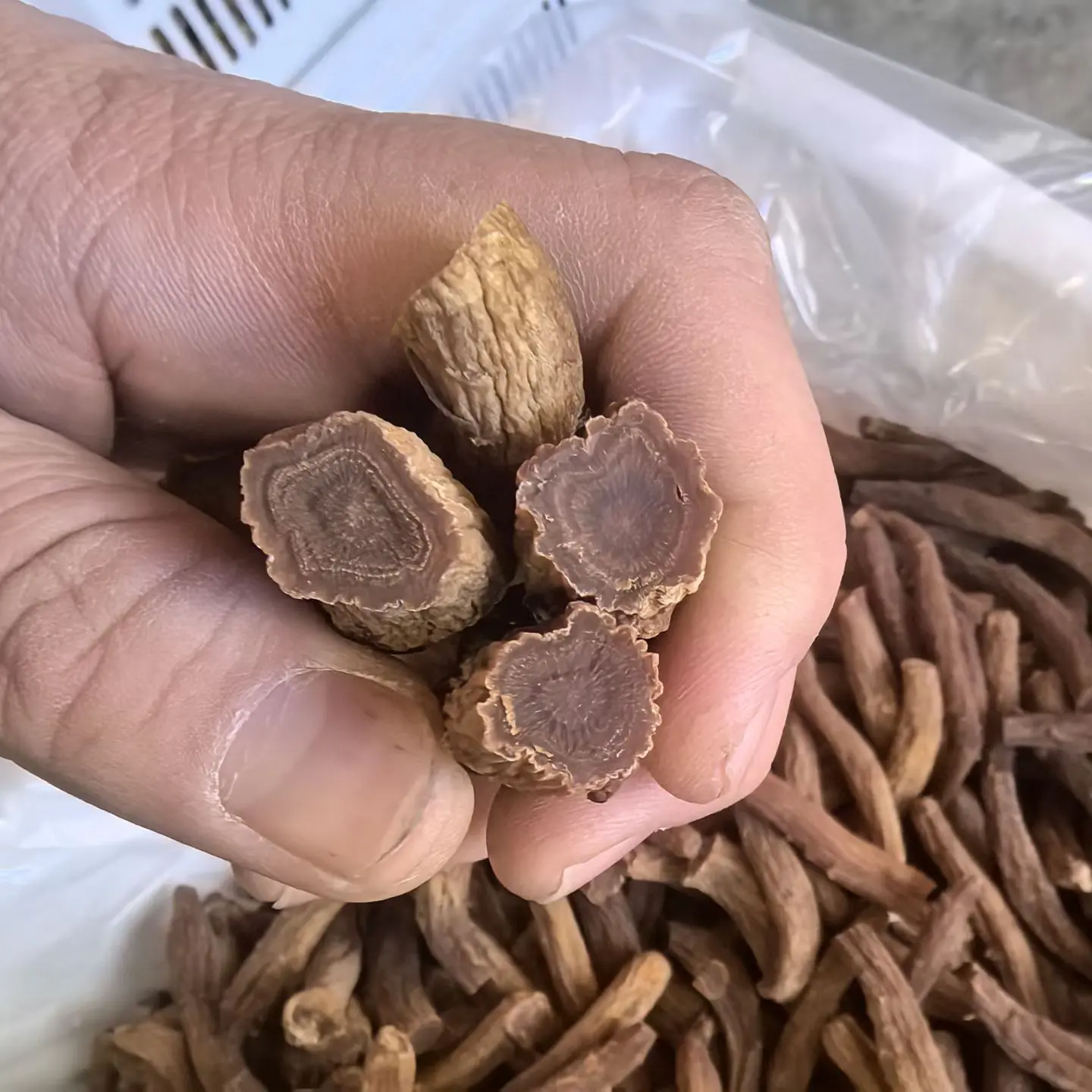 高丽参大节中段自己吃经济实惠