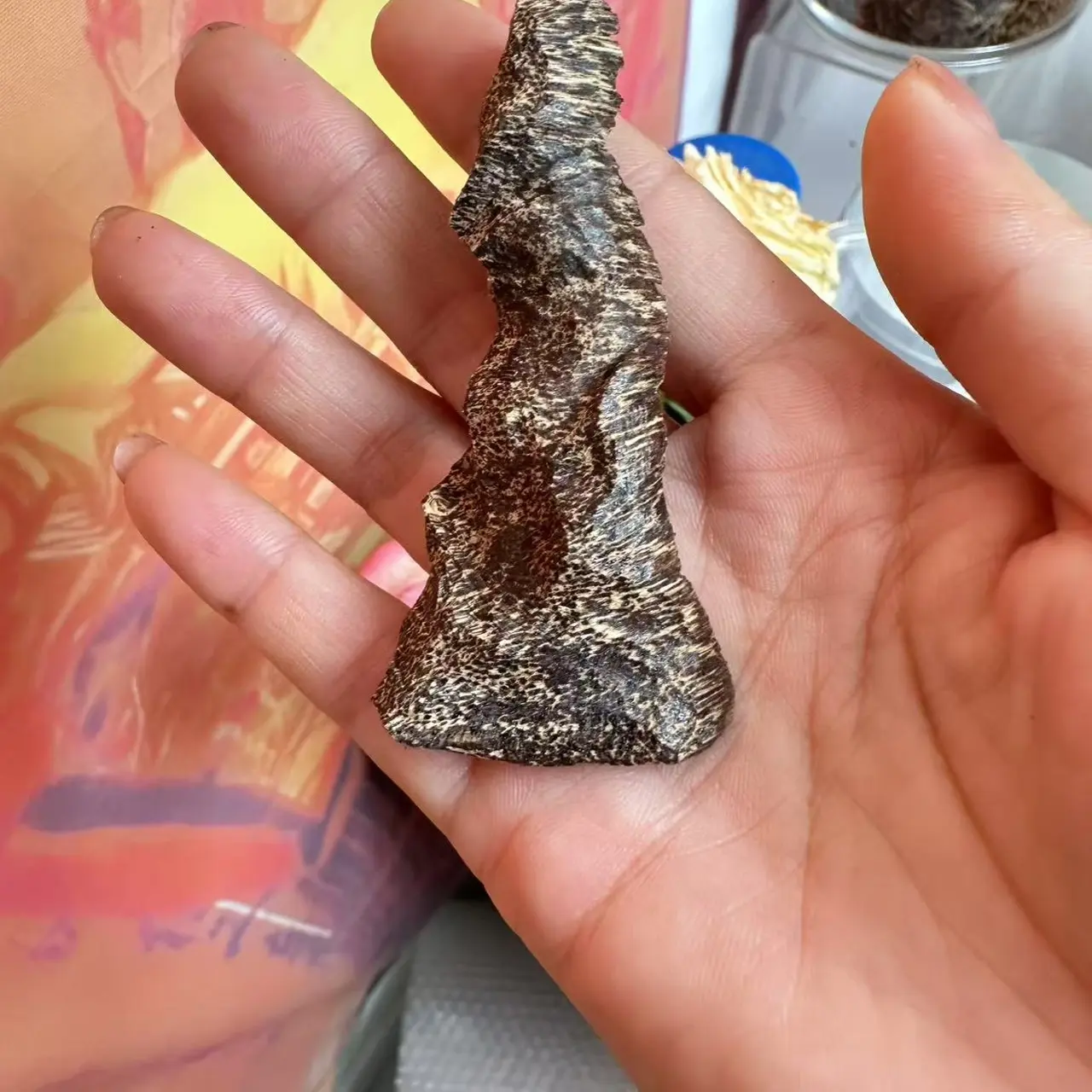 海南老料鸡母虫（上炉，煎香）5克（多样性发其一）