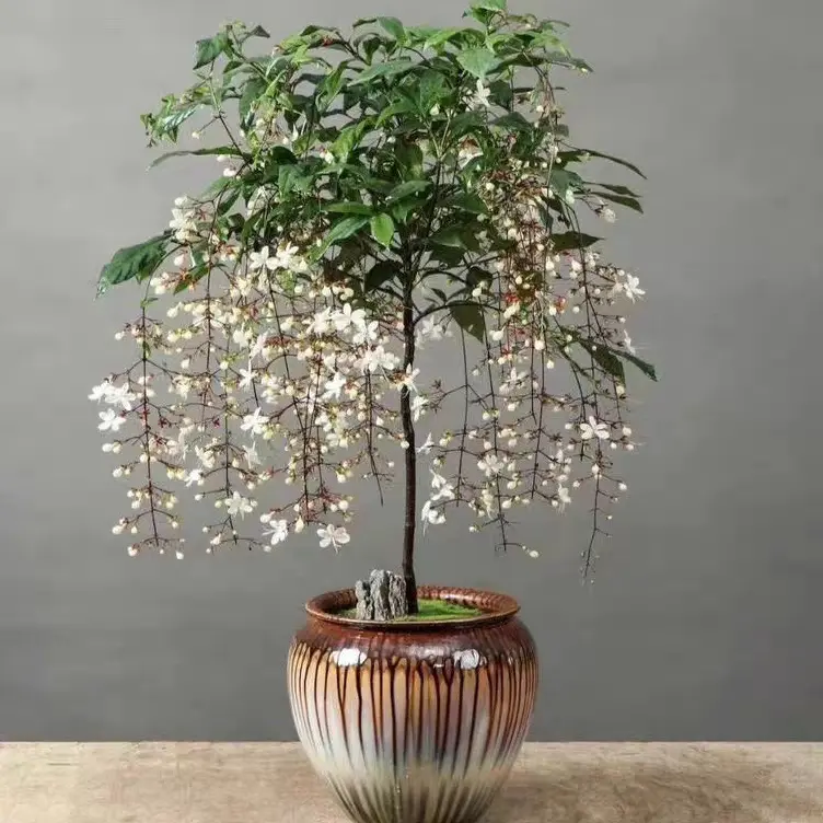 直播垂丝茉莉绿植室内观赏盆栽带花苞四季开花耐阴易养护客厅阳台