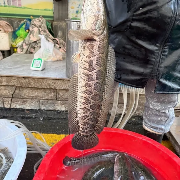 野生大老黑 大黑鱼 