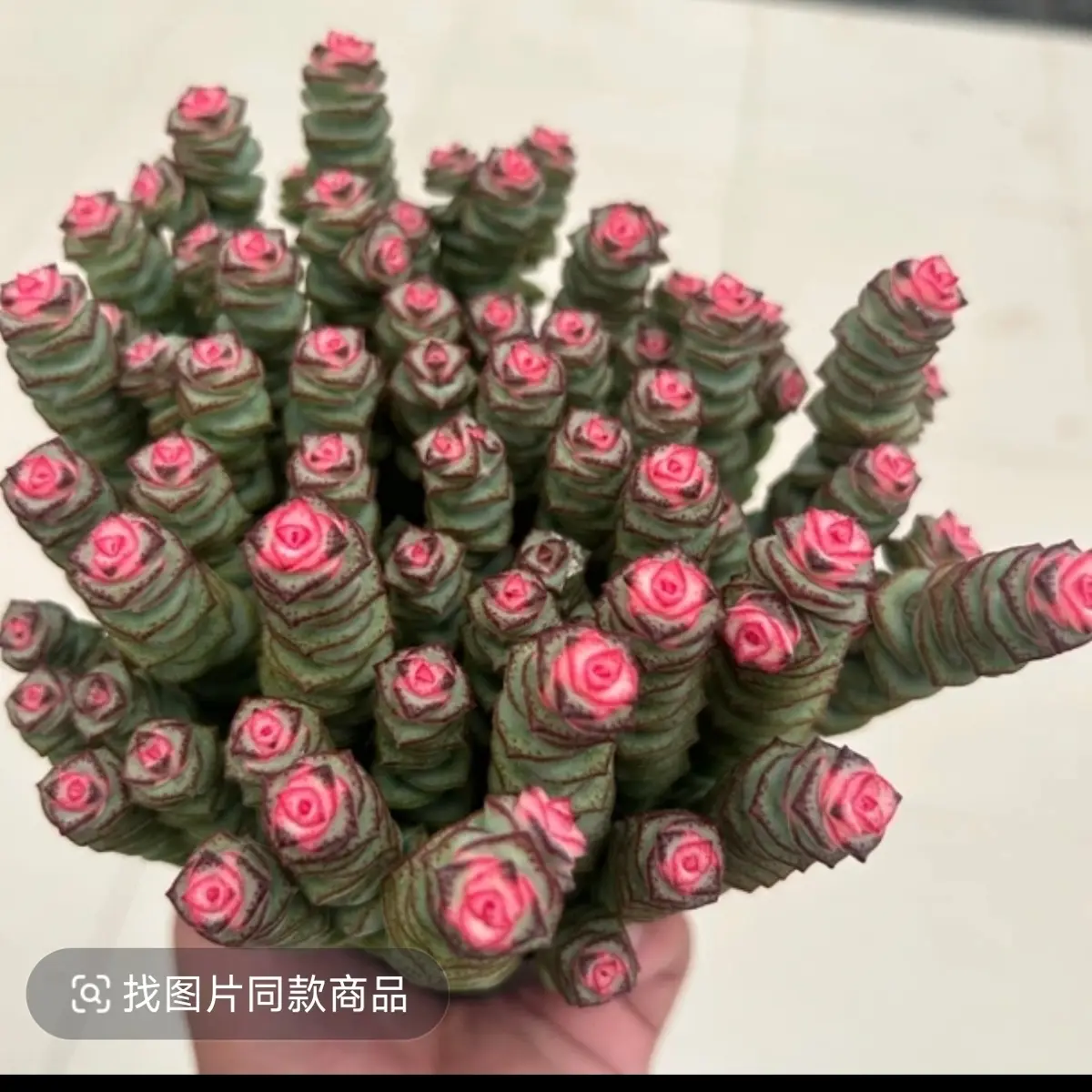 105钱串多肉植物室内阳台新手好养活