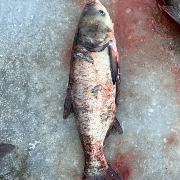 东北冷水花鲢鱼（又名胖头鱼）