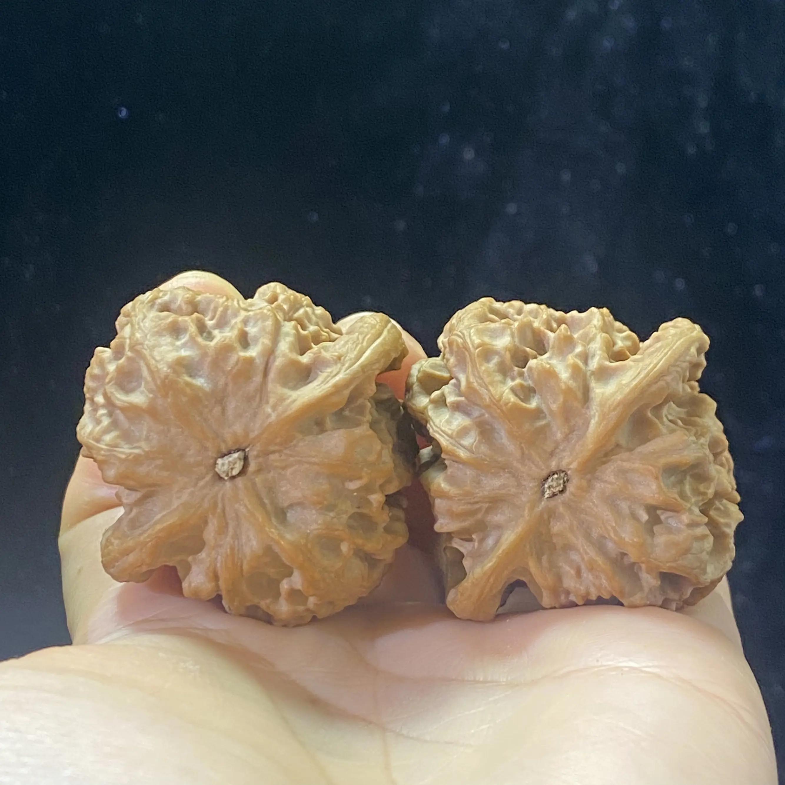 YL40野狼狮子头40+/40+/41（白茬）