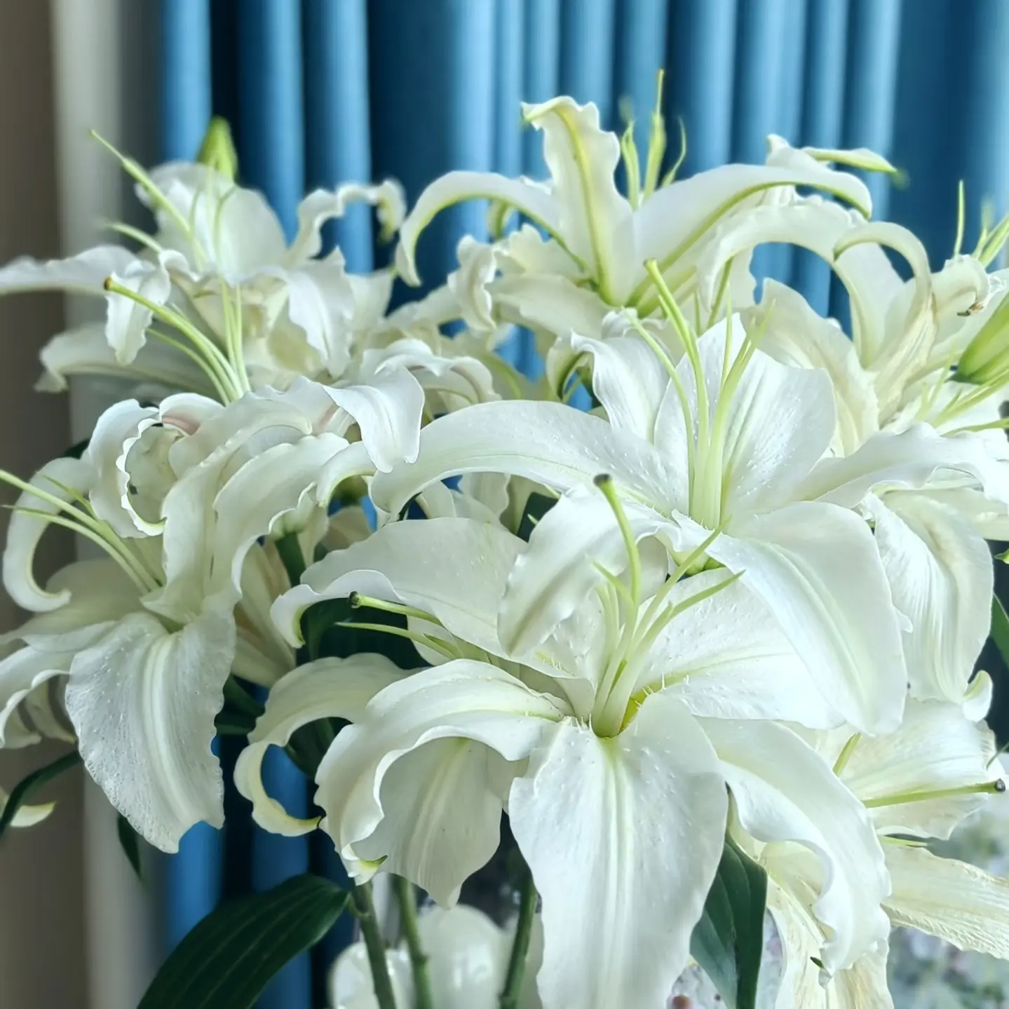 白水晶香水百合，云南鲜花基地直发
