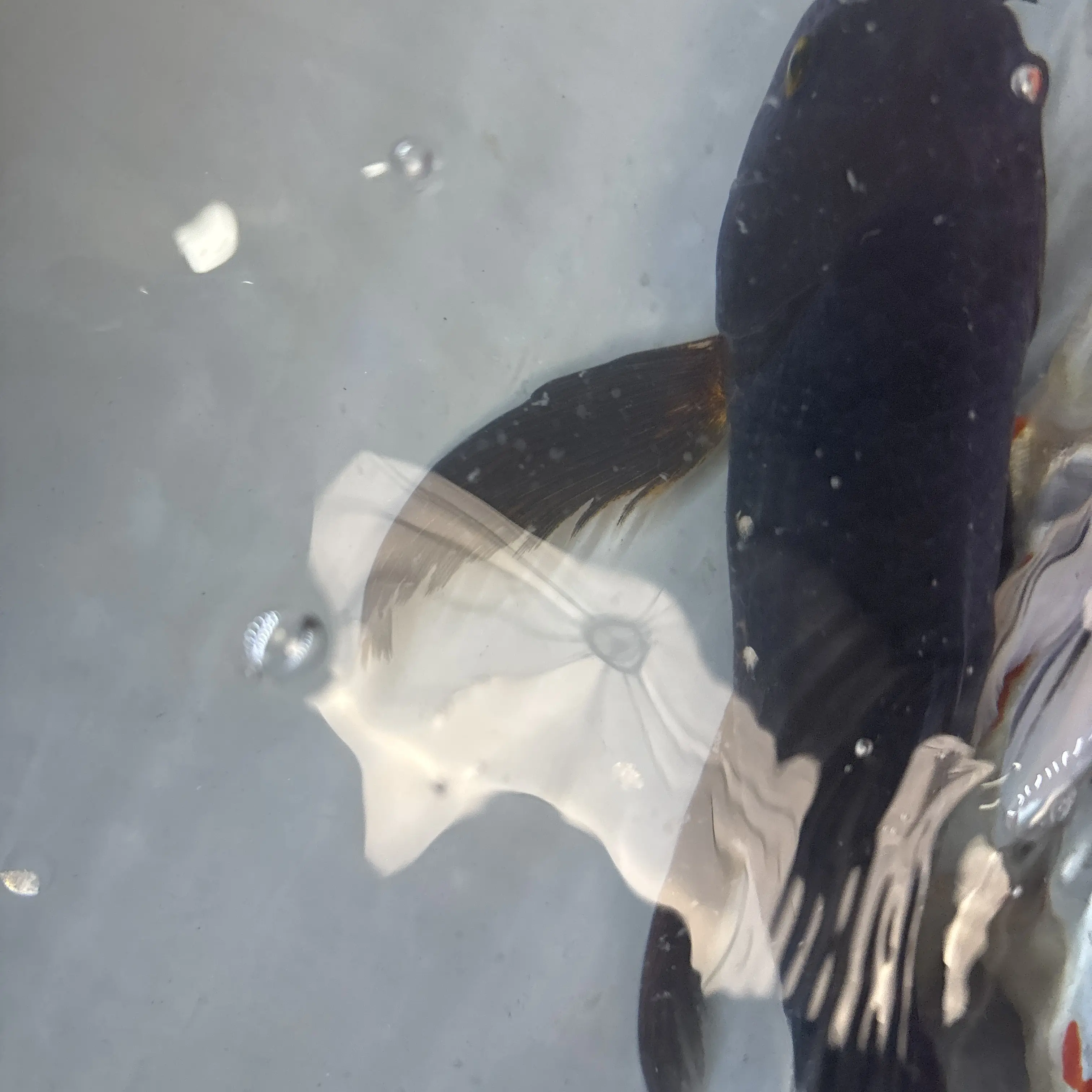 偏瑕黑金锦鲤观赏鱼大鳍大尾冷水好养耐活包邮