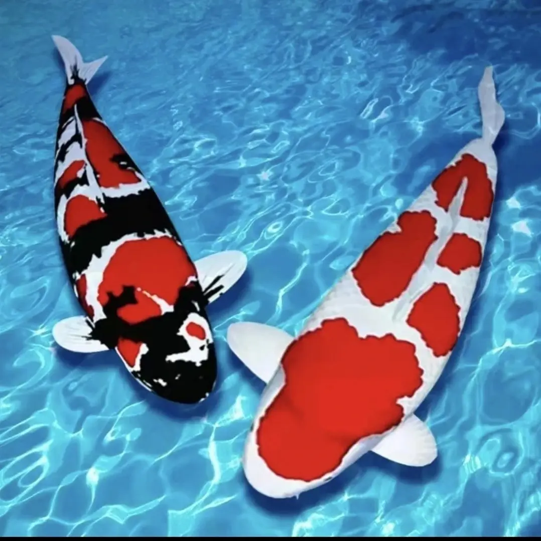 多种花色好养耐活的冷水淡水锦鲤观赏鱼