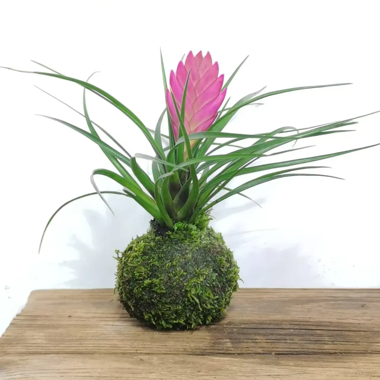 带花铁兰花盆栽室内桌面净化空气好养绿植