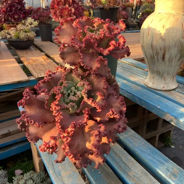 女王花笠多肉植物裸根发货