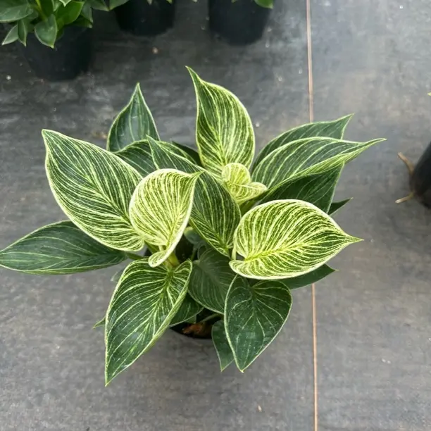 {铂金钻一盆3株} 室内四季好养 吸除甲醛 净化空气盆栽 