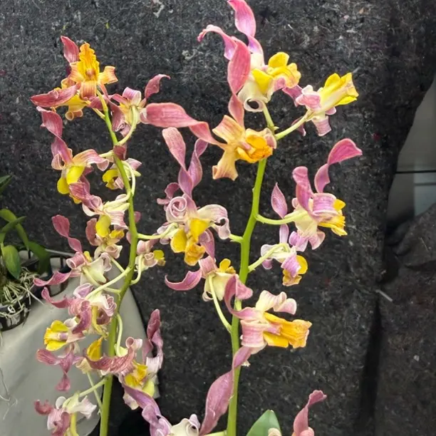 《紫金卷羚羊》泰国秋石斛盆栽