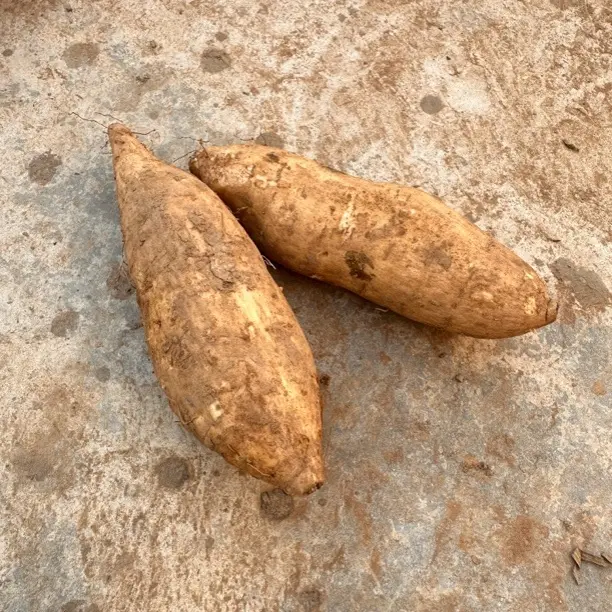 纯农家肥种皖南露天红蜜薯白薯新鲜现挖红心 应季粗粮软糯清甜口