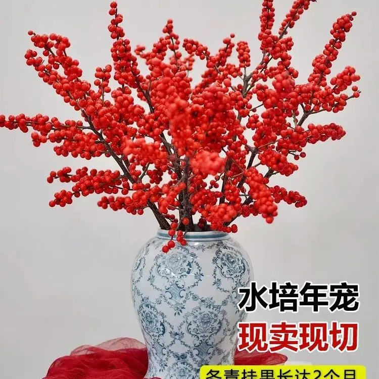 耐寒北美冬青年宵花水培鲜切花（50不带花瓶）发货