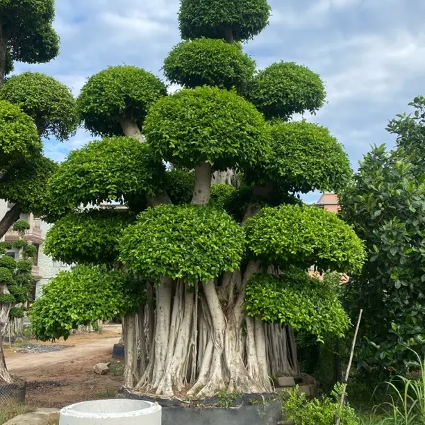小叶榕造型树、四季常青适合庭院栽种一物一拍对对版发货！