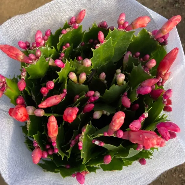 《多色蟹爪兰》盆栽带花苞好养耐活四季开花的花卉绿植