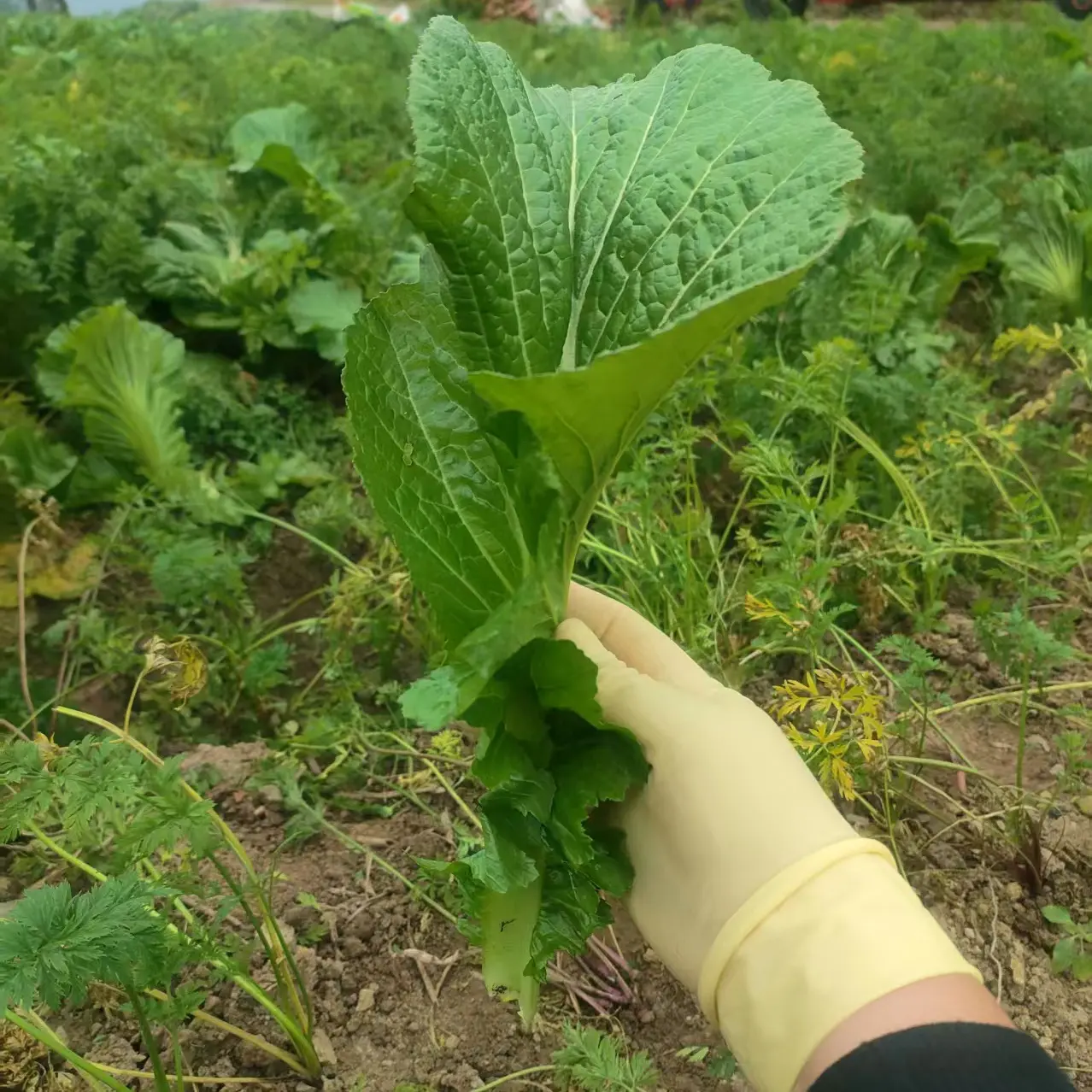 贵州高山农家芥菜叶