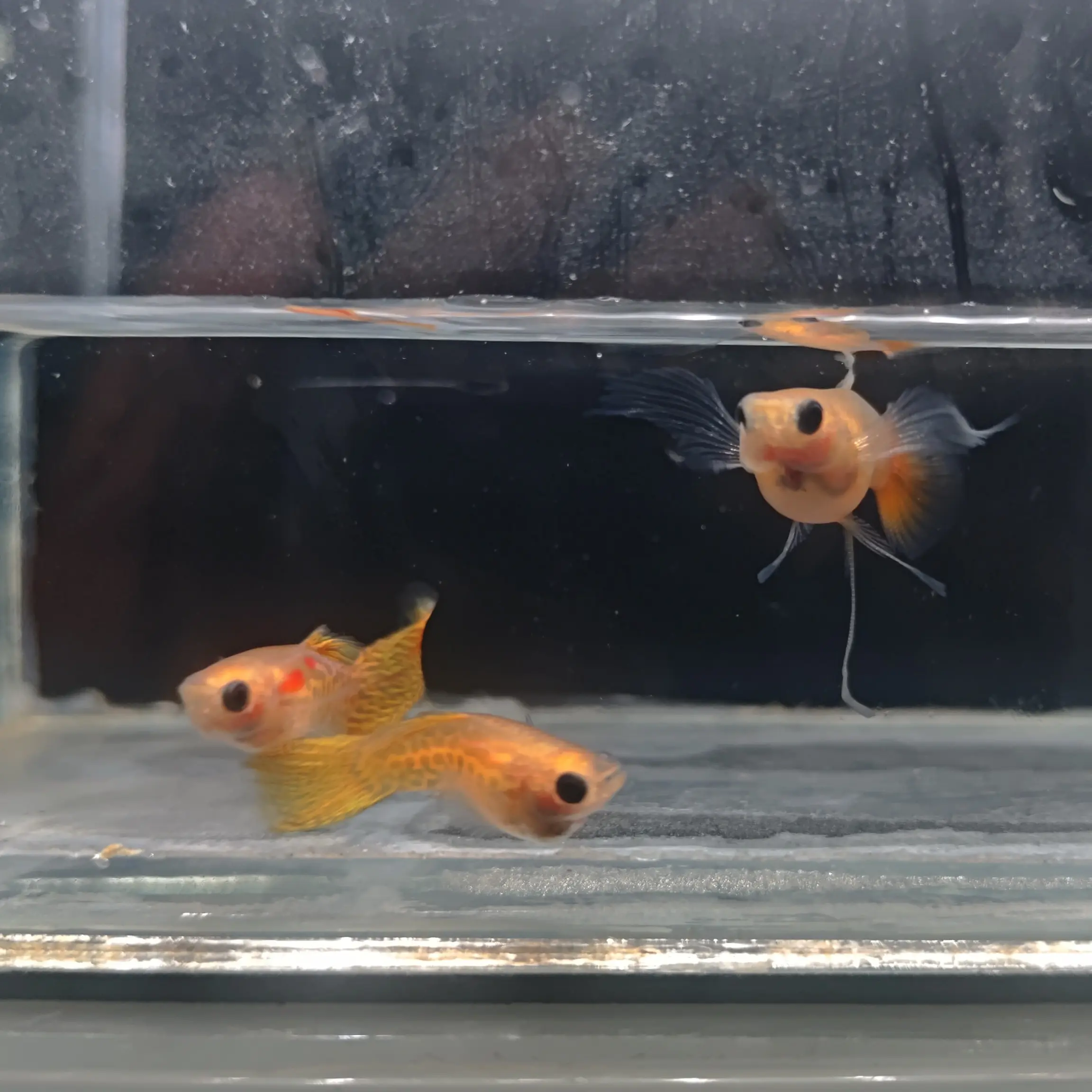 精品黄蕾丝大C玻璃猫孔雀鱼观赏鱼