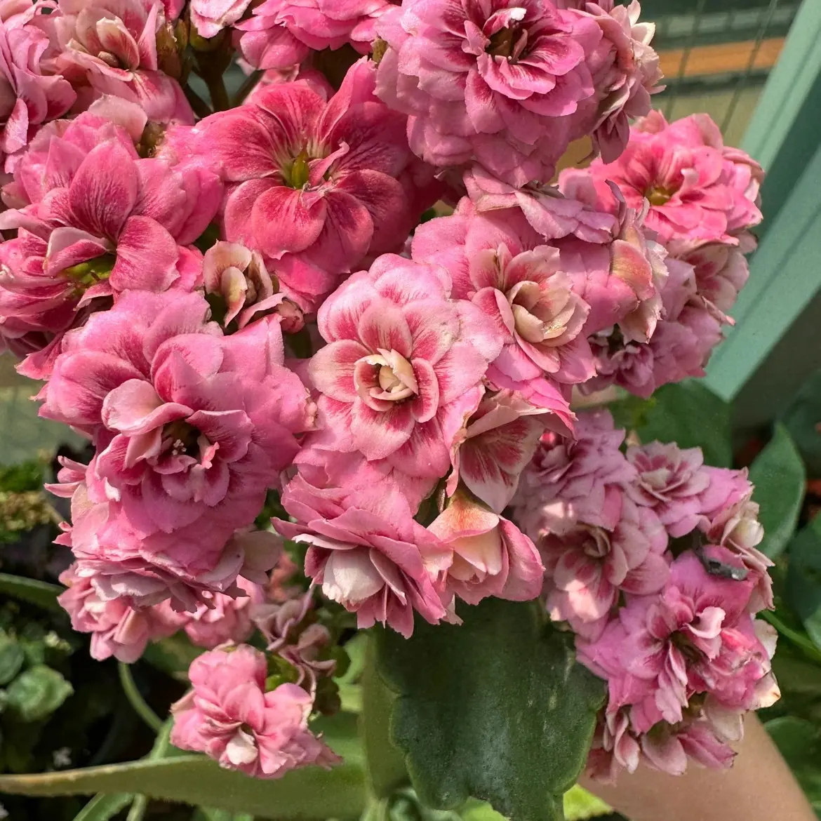 （班博+彩虹糖）重瓣长寿花带花苞大花四季开花室内花卉原土