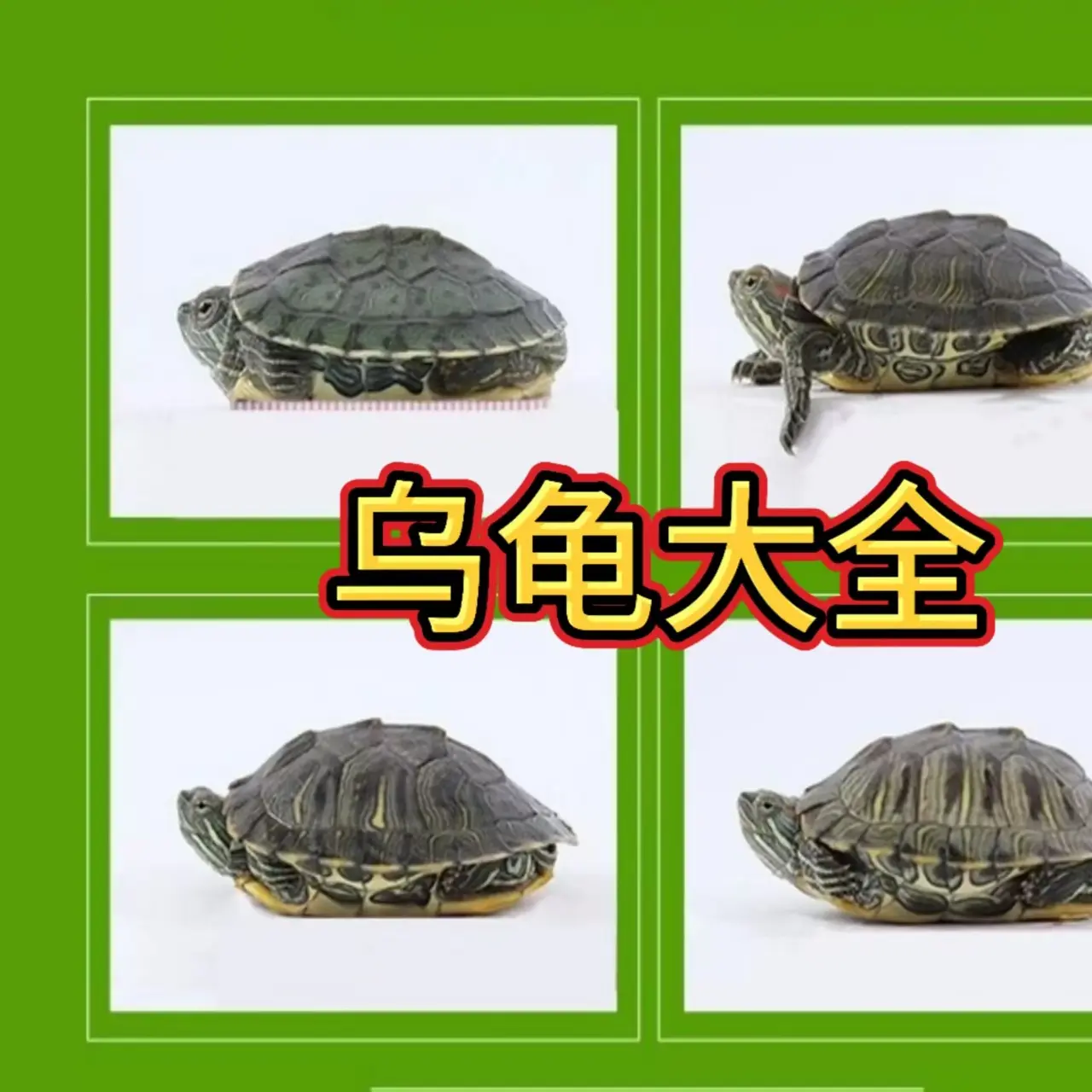 直播选龟，一物一拍