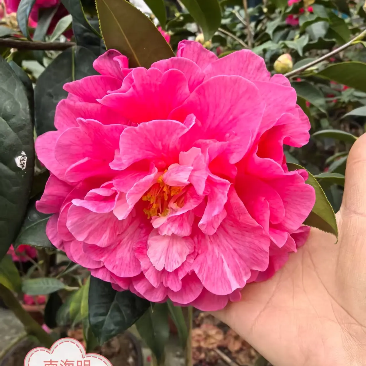 带花苞浓香型茶花树苗盆栽室内外好养耐寒耐热绿植