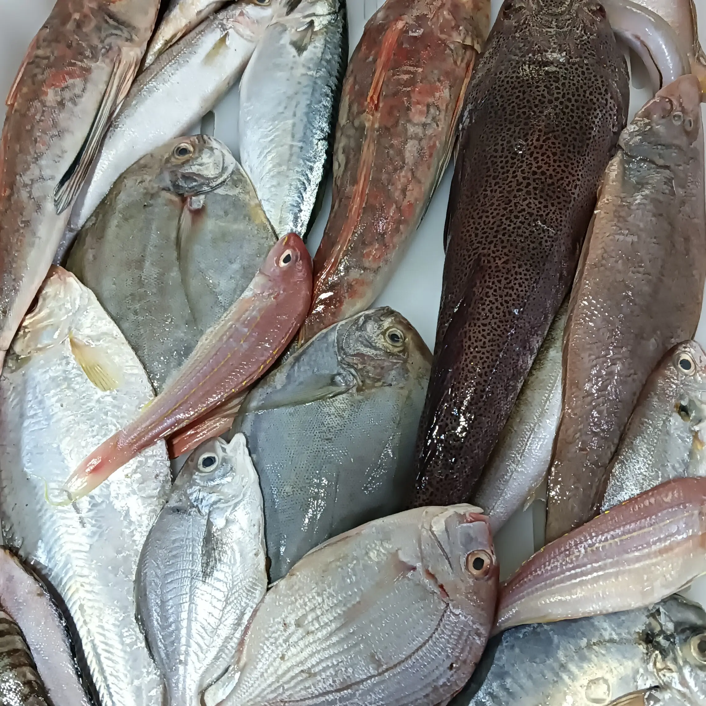 本地新鲜海捕杂鱼冷链发货